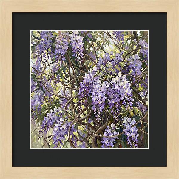 Wisteria Blossoms In Full Bloom