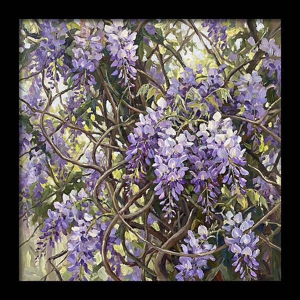 Wisteria Blossoms In Full Bloom