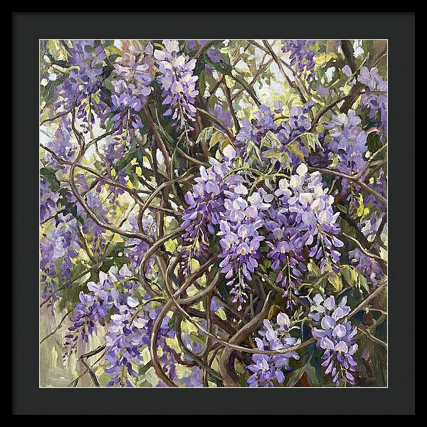 Wisteria Blossoms In Full Bloom