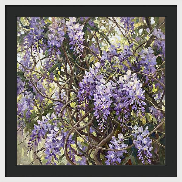 Wisteria Blossoms In Full Bloom