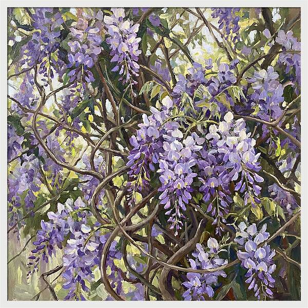 Wisteria Blossoms In Full Bloom