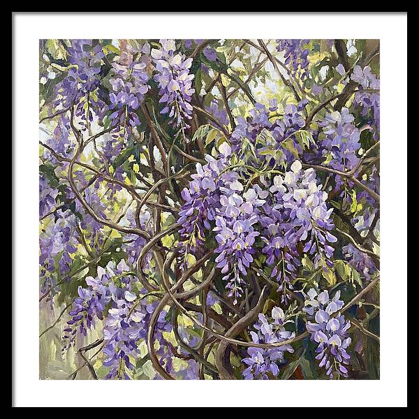 Wisteria Blossoms In Full Bloom