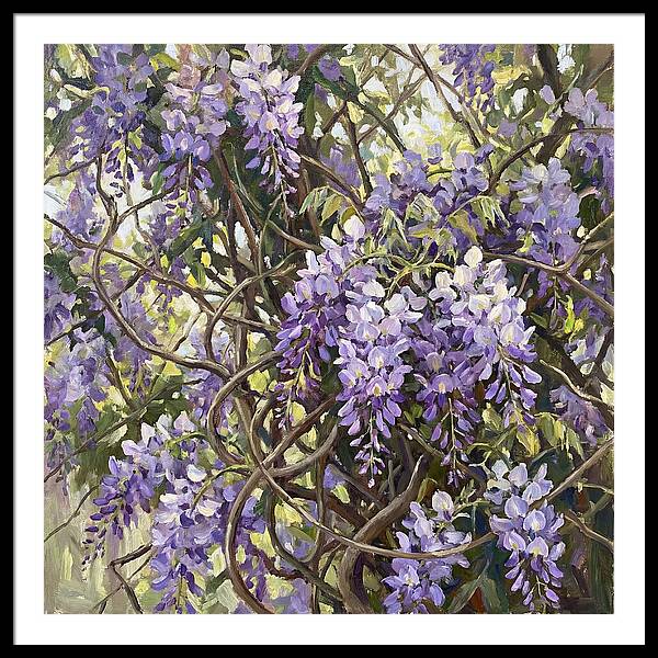 Wisteria Blossoms In Full Bloom
