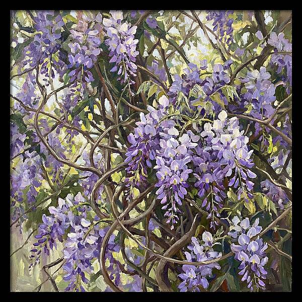 Wisteria Blossoms In Full Bloom