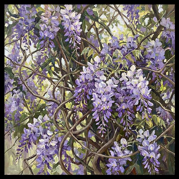 Wisteria Blossoms In Full Bloom