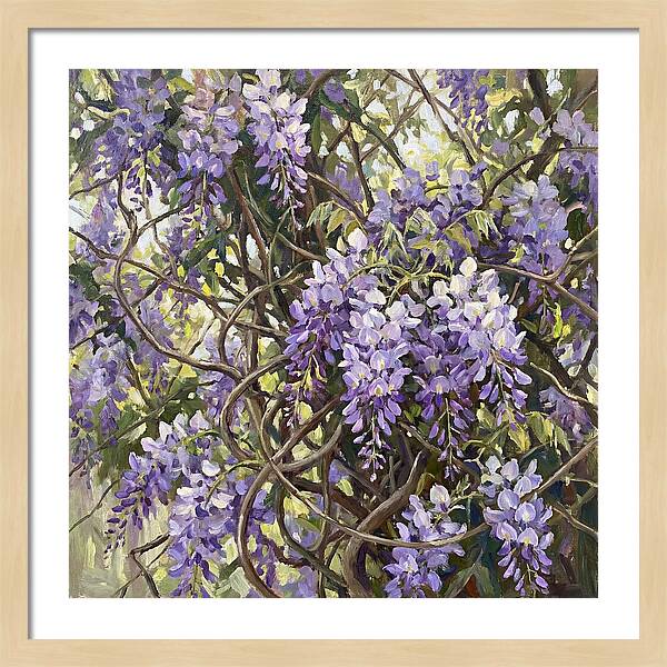 Wisteria Blossoms In Full Bloom