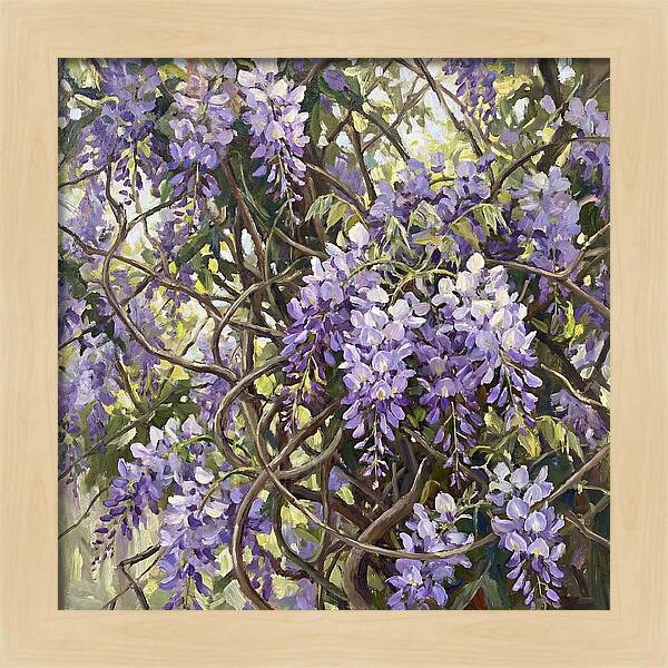 Wisteria Blossoms In Full Bloom