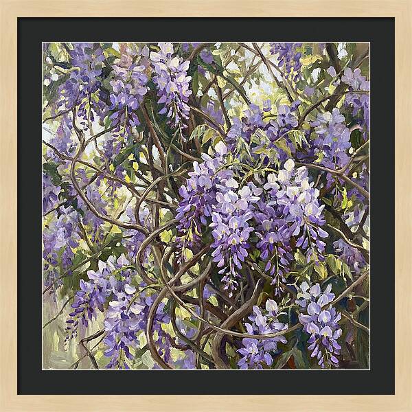 Wisteria Blossoms In Full Bloom