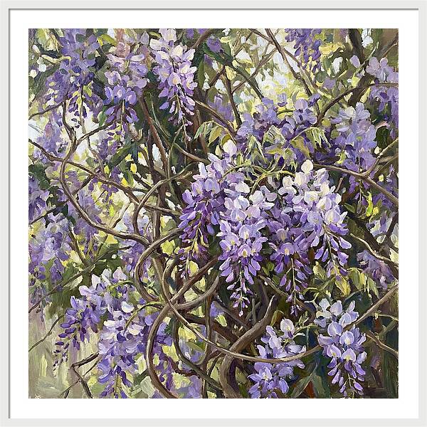 Wisteria Blossoms In Full Bloom
