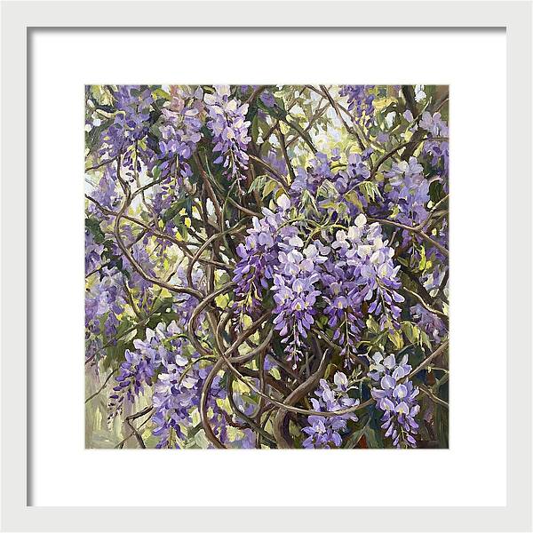 Wisteria Blossoms In Full Bloom