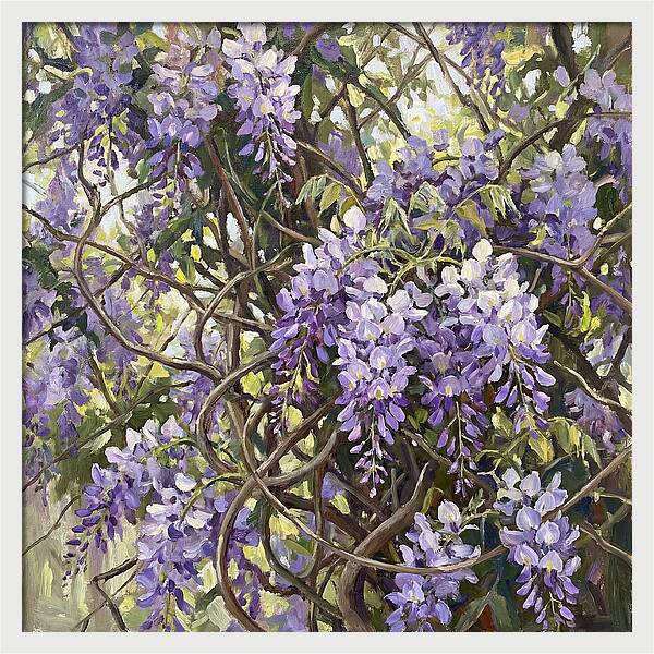 Wisteria Blossoms In Full Bloom