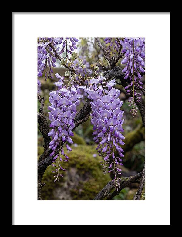 Wisteria Blossoms In Japan