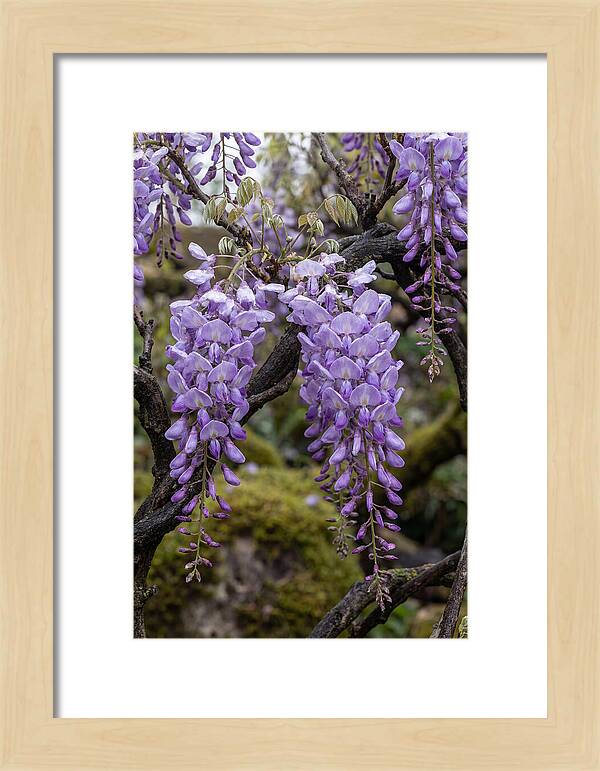 Wisteria Blossoms In Japan