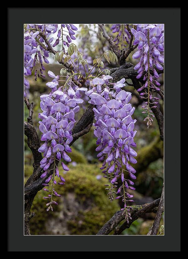 Wisteria Blossoms In Japan