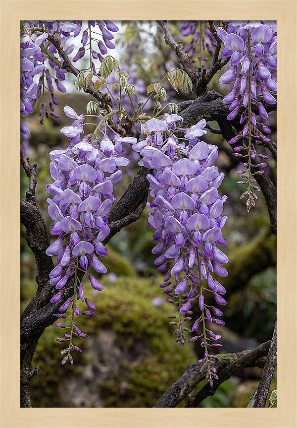 Wisteria Blossoms In Japan