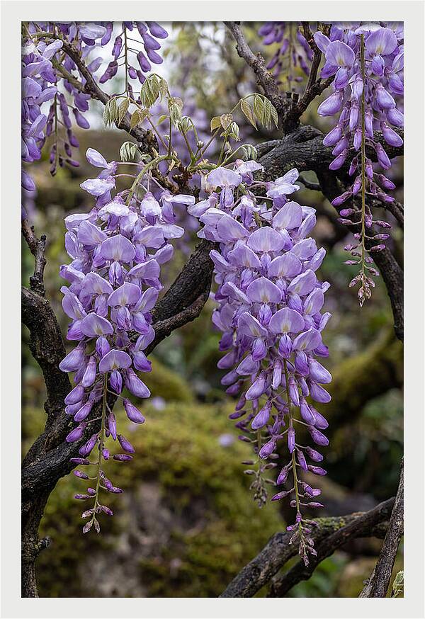 Wisteria Blossoms In Japan