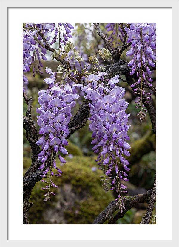 Wisteria Blossoms In Japan