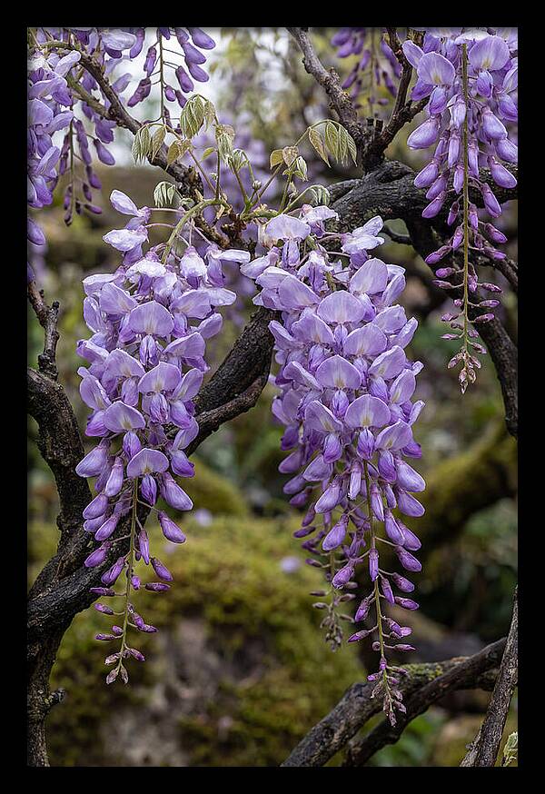 Wisteria Blossoms In Japan