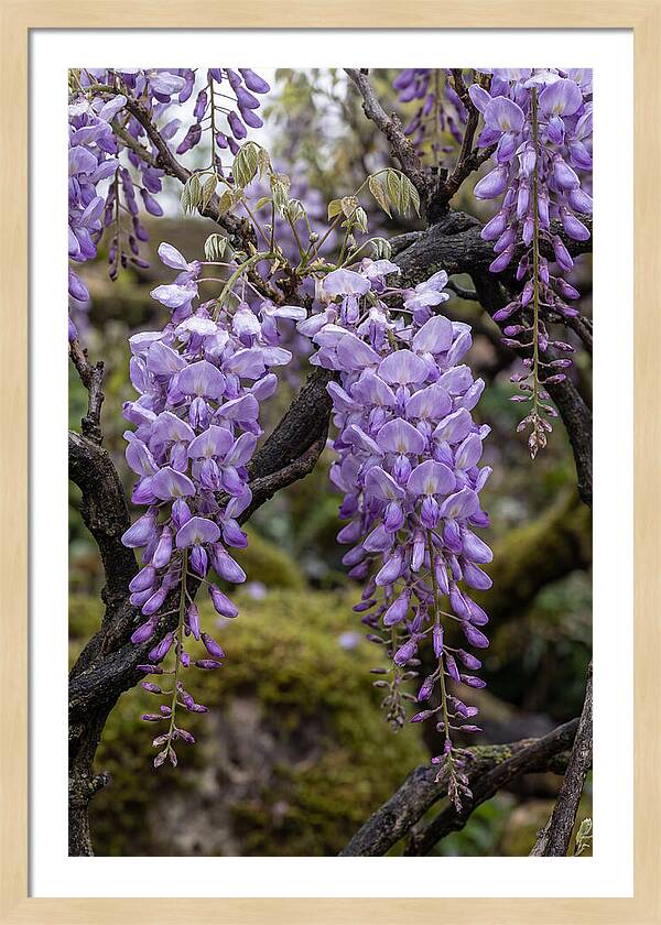 Wisteria Blossoms In Japan