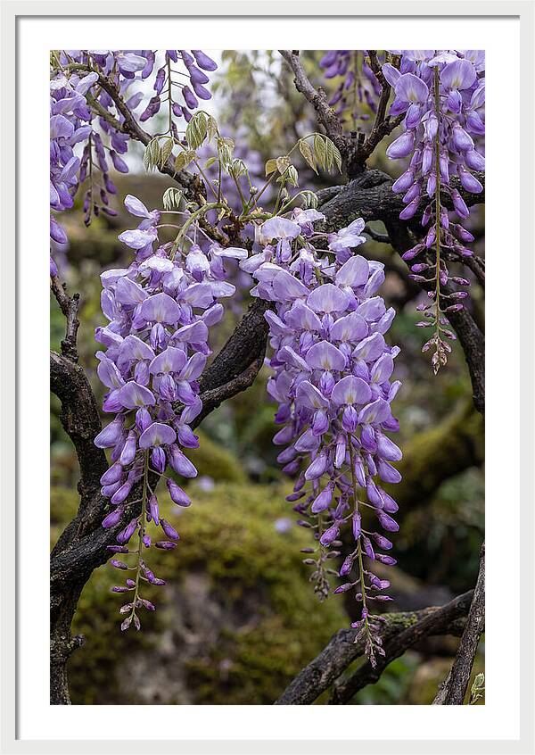 Wisteria Blossoms In Japan