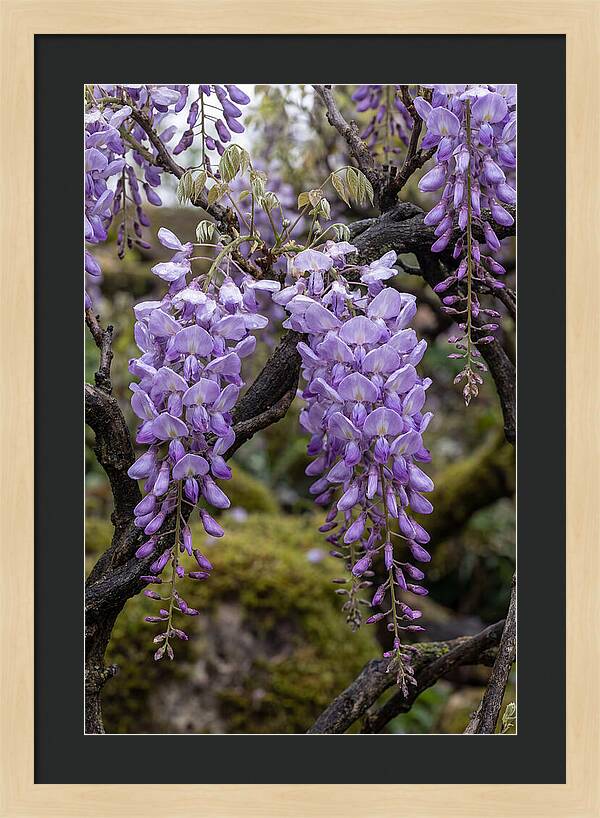Wisteria Blossoms In Japan