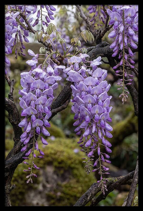 Wisteria Blossoms In Japan