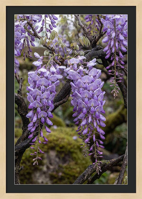 Wisteria Blossoms In Japan