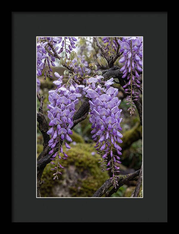 Wisteria Blossoms In Japan