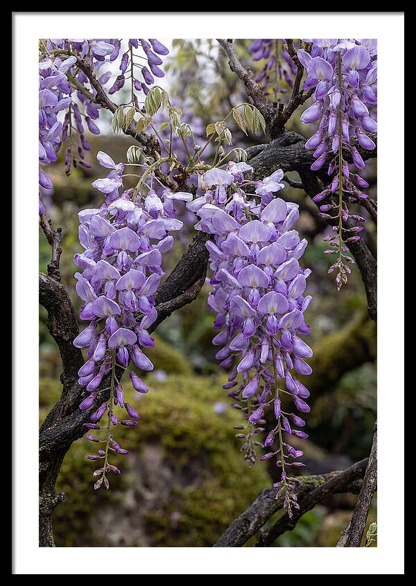 Wisteria Blossoms In Japan