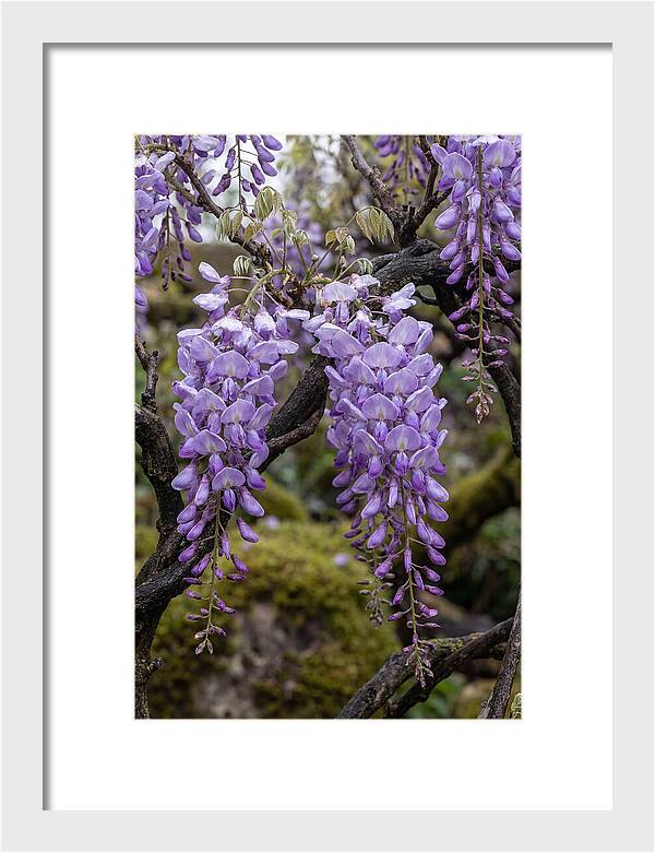 Wisteria Blossoms In Japan