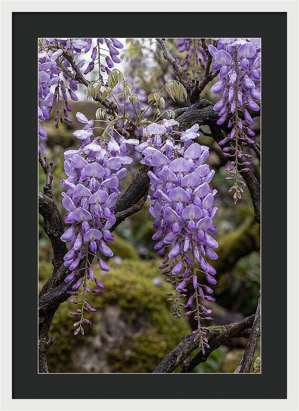 Wisteria Blossoms In Japan