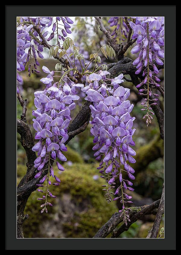 Wisteria Blossoms In Japan
