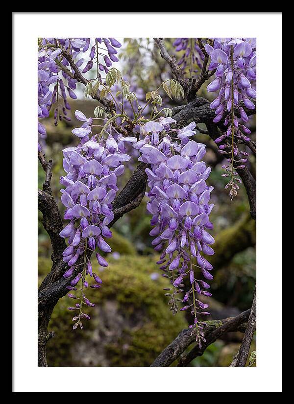 Wisteria Blossoms In Japan