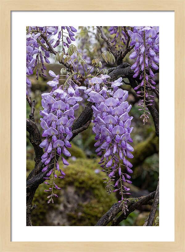 Wisteria Blossoms In Japan