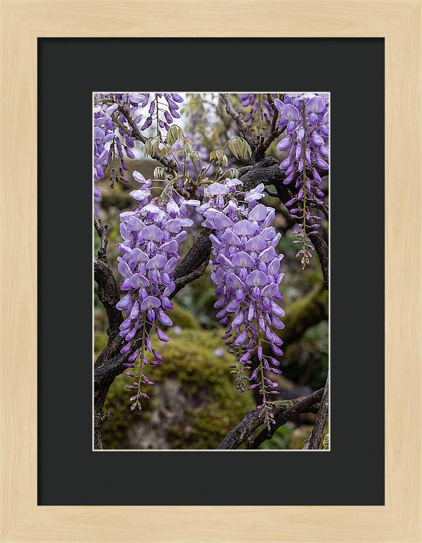 Wisteria Blossoms In Japan
