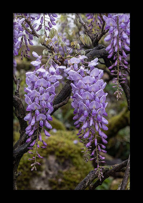 Wisteria Blossoms In Japan