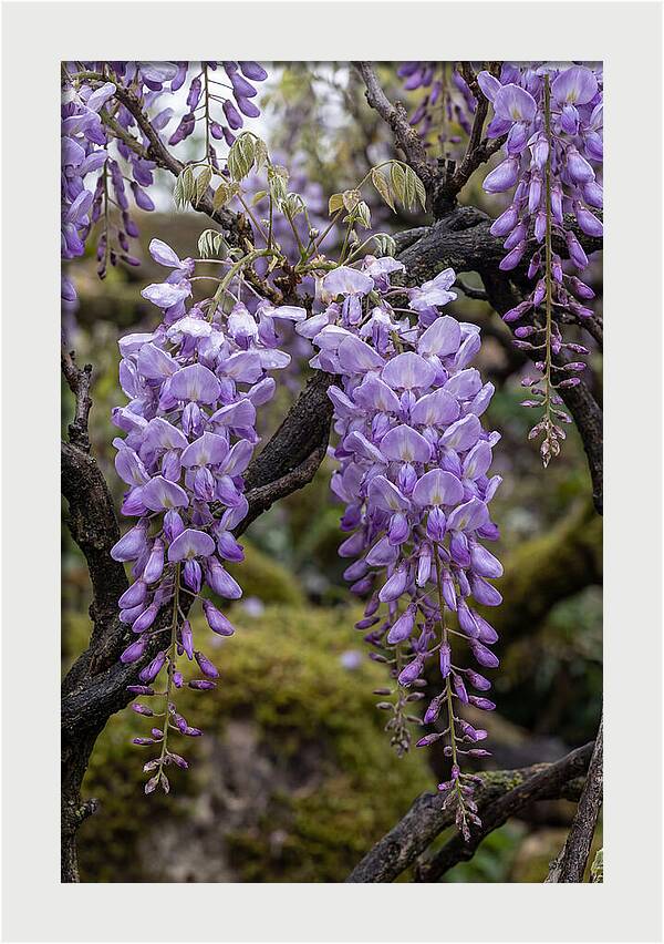 Wisteria Blossoms In Japan