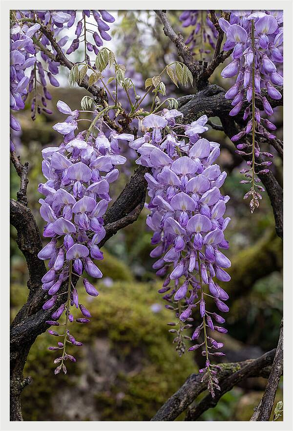 Wisteria Blossoms In Japan