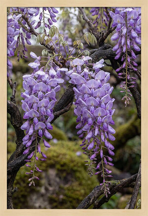 Wisteria Blossoms In Japan