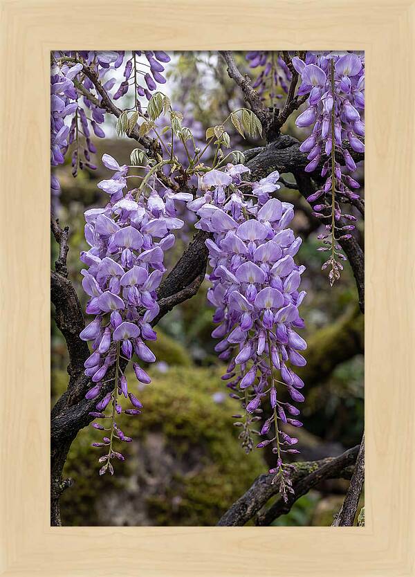 Wisteria Blossoms In Japan