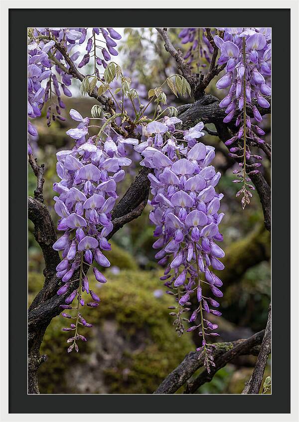 Wisteria Blossoms In Japan