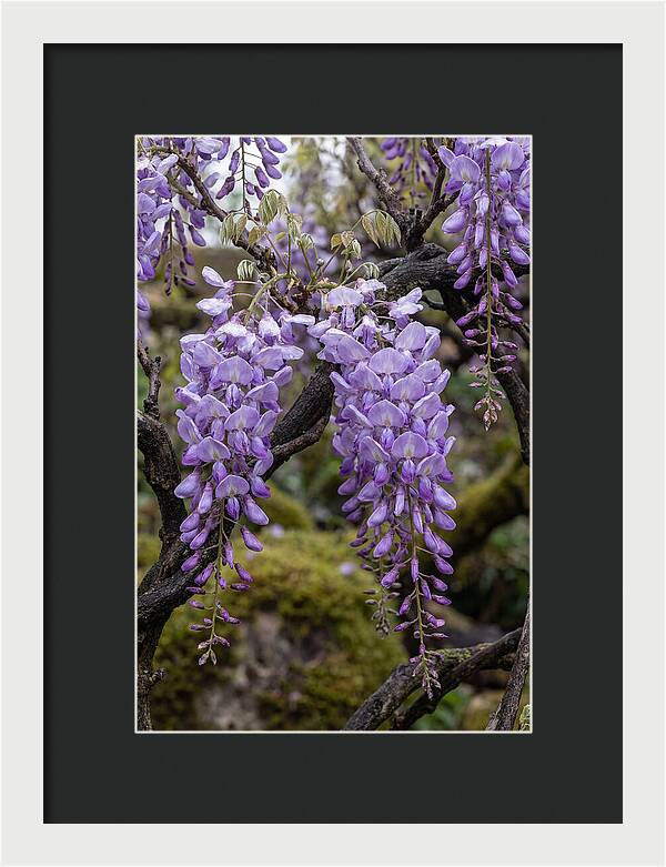 Wisteria Blossoms In Japan