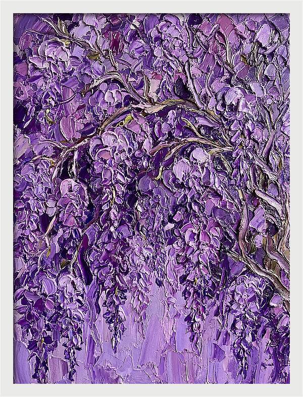 Wisteria Canopy In Full Bloom