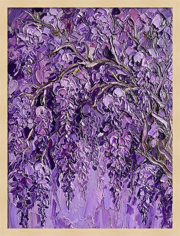 Wisteria Canopy In Full Bloom