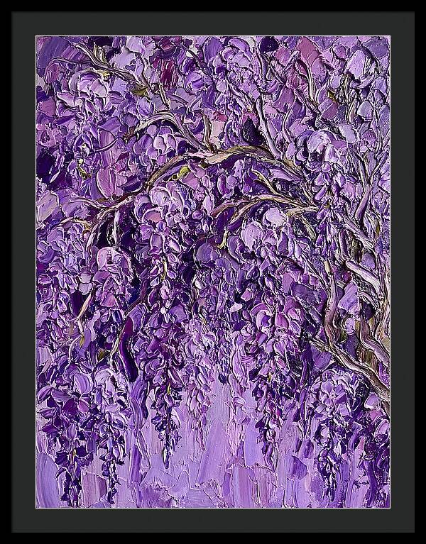 Wisteria Canopy In Full Bloom