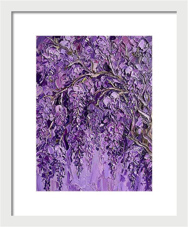 Wisteria Canopy In Full Bloom