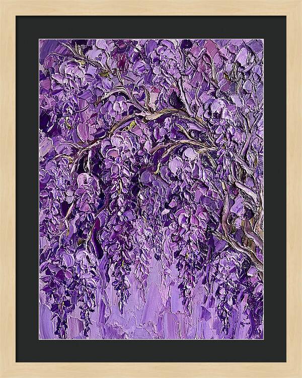 Wisteria Canopy In Full Bloom