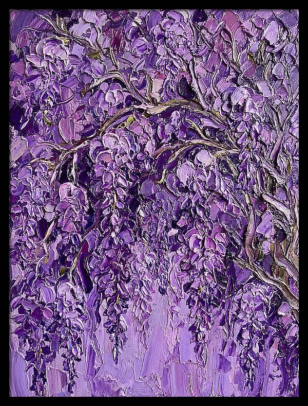 Wisteria Canopy In Full Bloom