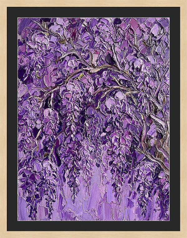 Wisteria Canopy In Full Bloom