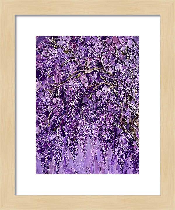 Wisteria Canopy In Full Bloom
